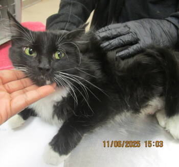 Rescue Domestic Medium Hair Cats for Adoption in Marietta, Georgia - Breezy(691) | PetCurious