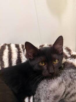Joan -  Domestic Short Hair Cat for Adoption in Wilmington, North Carolina - Joan | PetCurious
