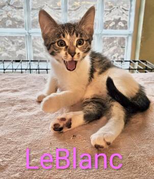 Domestic Short Hair Cats Available for Adoption - LeBlanc - North Conroe Petsmart  | PetCurious