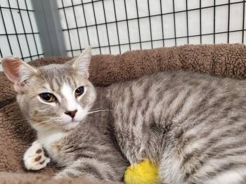 Domestic Short Hair Cats Available for Adoption - Peanut | PetCurious