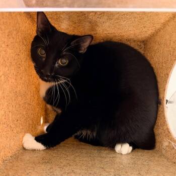Chuck -  Domestic Short Hair Cat for Adoption in Philadelphia, Pennsylvania - Chuck | PetCurious