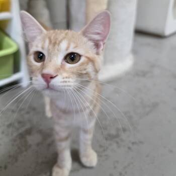 Waffle -  Domestic Short Hair Cat for Adoption in Laredo, Texas - Waffle | PetCurious