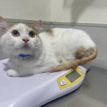 Domestic Medium Hair Cats Available for Adoption - Simba 2 | PetCurious