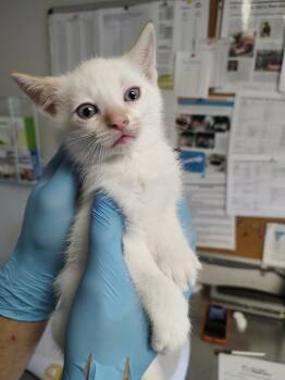 Siamese and Domestic Short Hair Cats Available for Adoption in Bolivar, Missouri - Nickelodeon | PetCurious