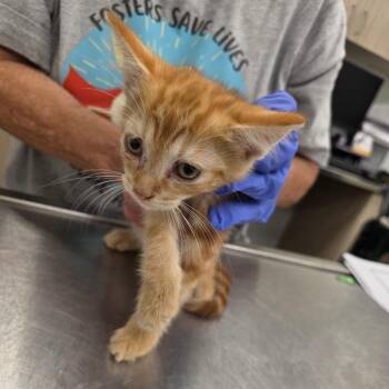 Grumpy -  Domestic Short Hair Cat for Adoption in Chattanooga, Tennessee - Grumpy | PetCurious