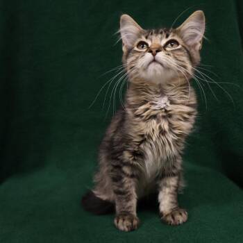 Pancakes -  Domestic Medium Hair Cat for Adoption in Saint Charles, Missouri - Pancakes | PetCurious