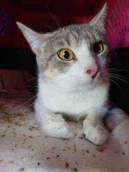 Rescue Domestic Short Hair Cats for Adoption in Shawnee, Kansas - Meredith | PetCurious