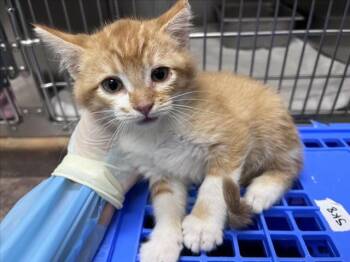 CLYDE -  Domestic Short Hair Cat for Adoption in Santa Fe, New Mexico - CLYDE | PetCurious