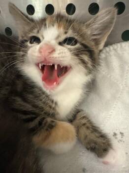 Domestic Short Hair Cats Available for Adoption in Morgantown, Kentucky - Beasley Kitten 2 | PetCurious