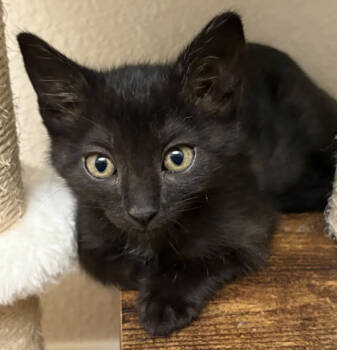 Rescue Domestic Short Hair Cats for Adoption in Encinitas, California - Fortune | PetCurious