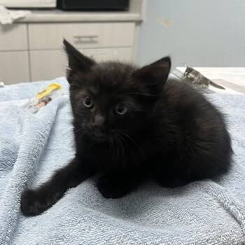 Wybie -  Domestic Medium Hair Cat for Adoption in Riverside, California - Wybie | PetCurious