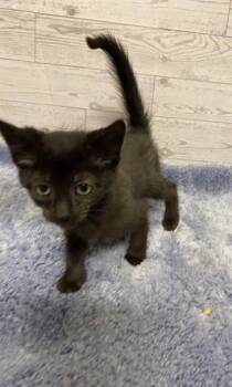 Domestic Medium Hair Cats Available for Adoption in Modesto, California - ONYX | PetCurious