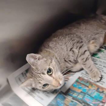 Hannah -  Domestic Short Hair Cat for Adoption in Washington, District Of Columbia - Hannah | PetCurious