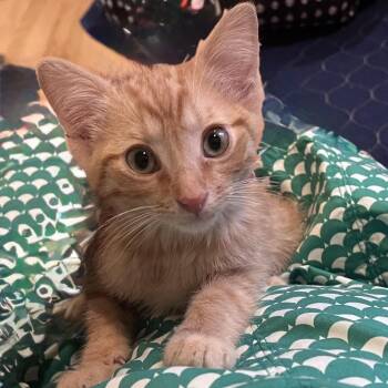 Mac Conrad -  Domestic Short Hair and Tabby Cat for Adoption in Morrison, Colorado - Mac Conrad | PetCurious