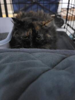 Marble -  Domestic Short Hair Cat for Adoption in St. Cloud, Minnesota - Marble | PetCurious