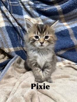 Pixie -  Domestic Medium Hair Cat for Adoption in Libertyville, Illinois - Pixie | PetCurious