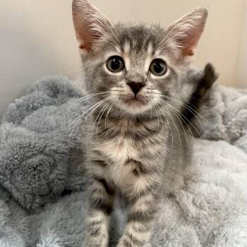 Zen -  Tabby Cat for Adoption in Greensboro, North Carolina - Zen | PetCurious