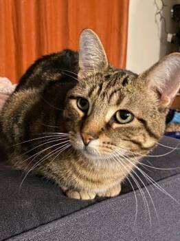 Loverboy -  Domestic Short Hair Cat for Adoption in London, Ontario - Loverboy | PetCurious