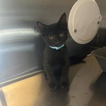 Vex -  Domestic Short Hair Cat for Adoption in Knoxville, Tennessee - Vex | PetCurious