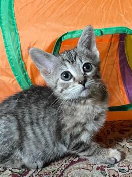 Ducky -  Domestic Short Hair Cat for Adoption in Newaygo, Michigan - Ducky | PetCurious