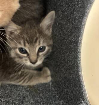 Domestic Short Hair Cats Available for Adoption in Dallas, Texas - MULAN | PetCurious