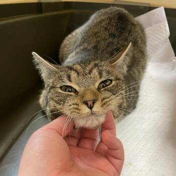 Domestic Short Hair Cats Available for Adoption in Charlottesville, Virginia - Buffy | PetCurious