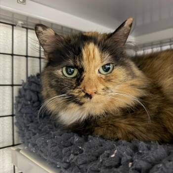 Bonnie (Bonded to Ed) -  Domestic Medium Hair Cat for Adoption in Waynesville, North Carolina - Bonnie (Bonded To Ed) | PetCurious