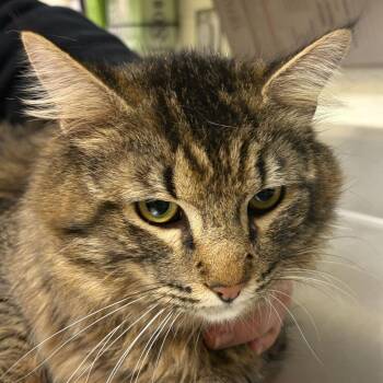 Domestic Long Hair Cats Available for Adoption in Asheville, North Carolina - Jasper | PetCurious