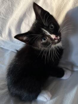 Tuxedo Cats Available for Adoption in Hood River, Oregon - Corky | PetCurious