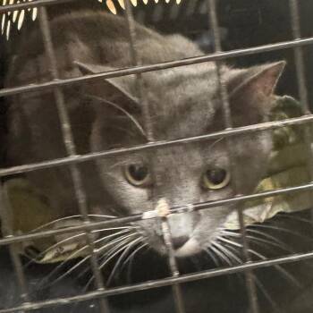 Odell -  Domestic Short Hair Cat for Adoption in Winston-salem, North Carolina - Odell | PetCurious