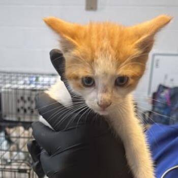 Lock -  Domestic Short Hair Cat for Adoption in Gadsden, Alabama - Lock | PetCurious