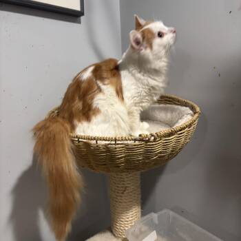 Bonnie (long hair) -  Domestic Long Hair Cat for Adoption in Fairfax, Virginia - Bonnie (long Hair) | PetCurious