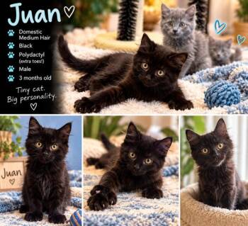 Juan -  Domestic Medium Hair Cat for Adoption in Richmond, Virginia - Juan | PetCurious