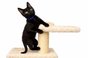 Domestic Short Hair Cats Available for Adoption - WOODY | PetCurious