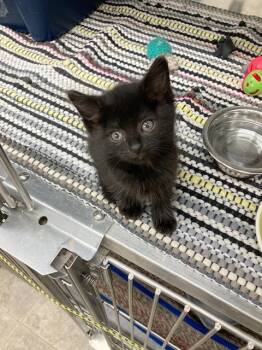 Rescue Domestic Short Hair Cats for Adoption in Medford, Wisconsin - Onyx | PetCurious