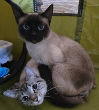 Domestic Short Hair and Siamese Cats Available for Adoption in Walled Lake, Michigan - Lola | PetCurious