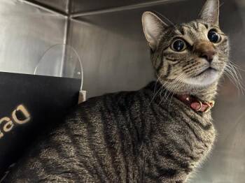 Toby -  Domestic Short Hair Cat for Adoption in New York, New York - Toby | PetCurious