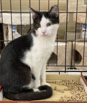 Domestic Short Hair and Tuxedo Cats Available for Adoption - Lilibet | PetCurious