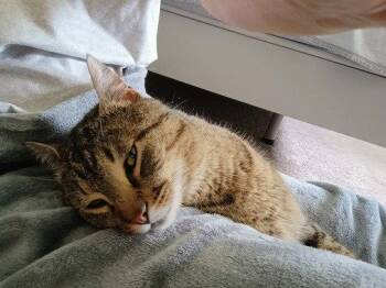 Domestic Short Hair Cats Available for Adoption in Battle Ground, Washington - Monkey | PetCurious