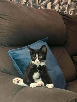 Murphy -  Domestic Short Hair Cat for Adoption in Wheaton, Illinois - Murphy | PetCurious