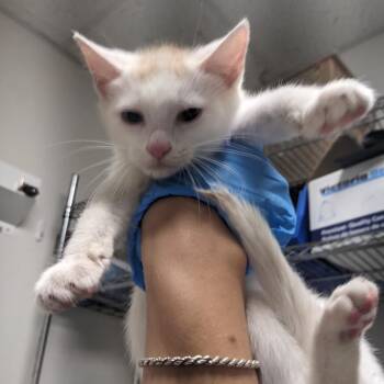 Laurie -  Domestic Short Hair Cat for Adoption in Philadelphia, Pennsylvania - Laurie | PetCurious