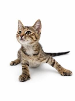 Alice -  Domestic Short Hair Cat for Adoption in Bowling Green, Kentucky - Alice | PetCurious