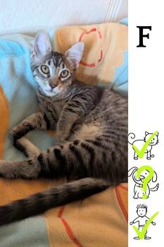 Rescue Domestic Short Hair Cats for Adoption in Saint-chrysostome, Quebec - Prìinsesa Miew Mew | PetCurious