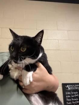 A614401 -  Domestic Short Hair Cat for Adoption in Modesto, California - A614401 | PetCurious
