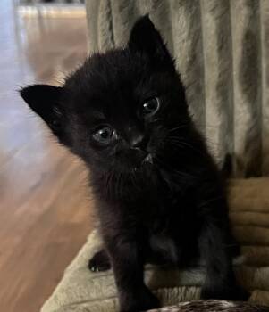 Domestic Short Hair Cats Available for Adoption in Thousand Palms, California - A1906330 | PetCurious