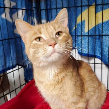 Sunny -  Domestic Short Hair Cat for Adoption in Marseilles, Illinois - Sunny | PetCurious