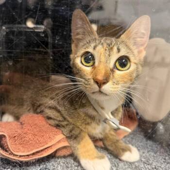 Perdita -  Domestic Short Hair Cat for Adoption in League City, Texas - Perdita | PetCurious