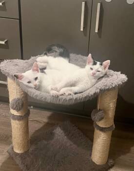 Birdie & Bogey -  Turkish Van and Domestic Short Hair Cat for Adoption in Scottsdale, Arizona - Birdie & Bogey | PetCurious