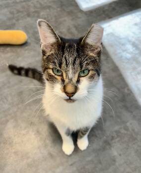 Waldo -  Tabby Cat for Adoption in Grand Rapids, Michigan - Waldo | PetCurious