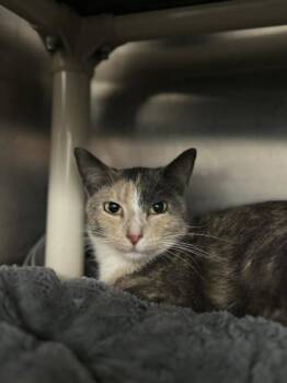 Domestic Short Hair Cats Available for Adoption in Munster, Indiana - Rumi | PetCurious